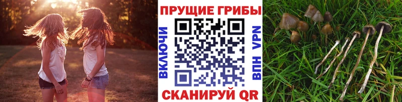 это Telegram  Карталы  Псилоцибиновые грибы Psilocybine cubensis 